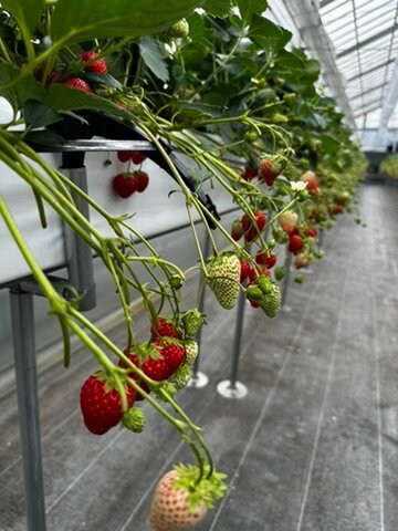 GrandBerry-八尾市必去景点