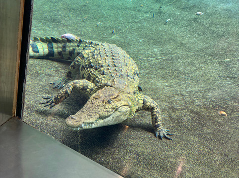 Al Ain Zoo 2017 2018 2019-艾因市必去景点