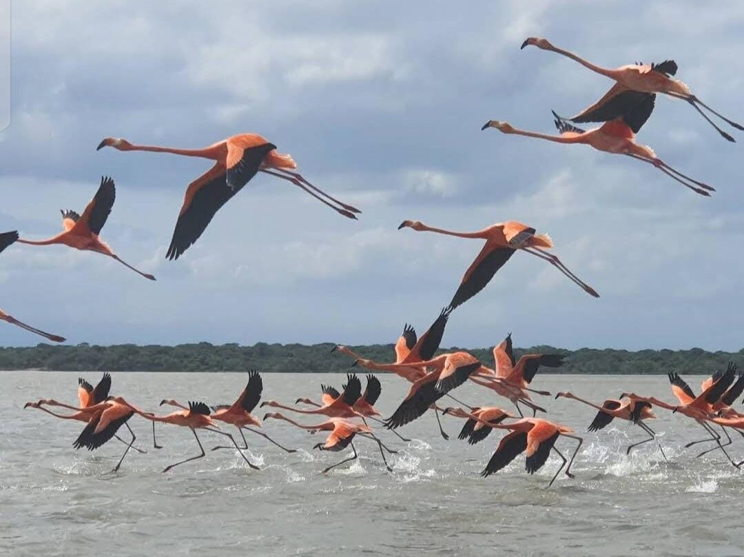 Santuario de Fauna & Flora-Camarones必去景点