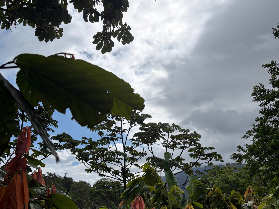 Cafe & Cacao Tour Bijagua-Bijagua de Upala必去景点