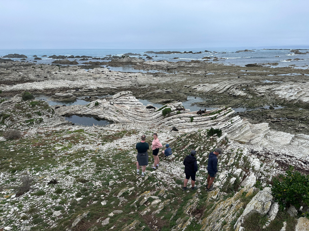 凯库拉毛皮海狮聚集区-Kaikoura必去景点