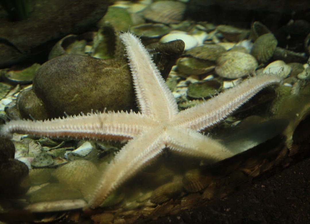 Marine Discovery Centre & Whitby Lobster Hatchery-惠特比必去景点