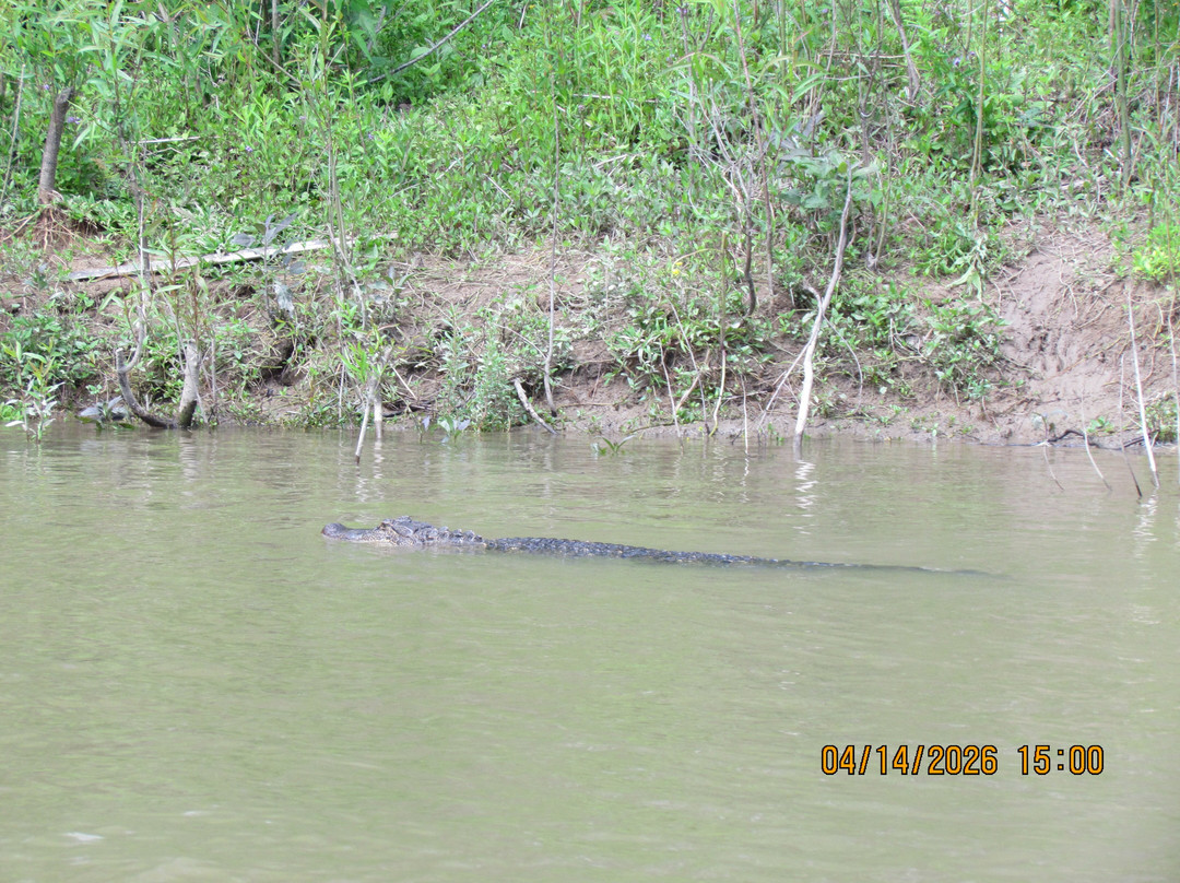 The Last Wilderness Swamp Tour-Plaquemine必去景点