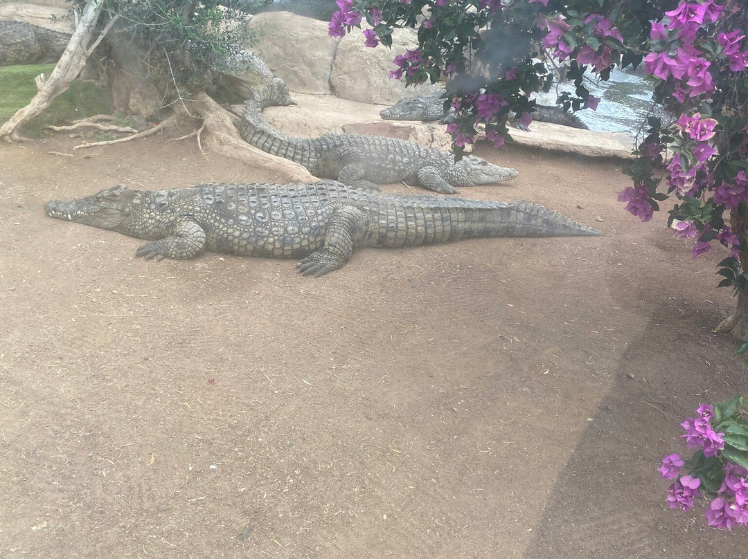 Cocodrilo Park Gran Canaria-阿古伊梅斯必去景点