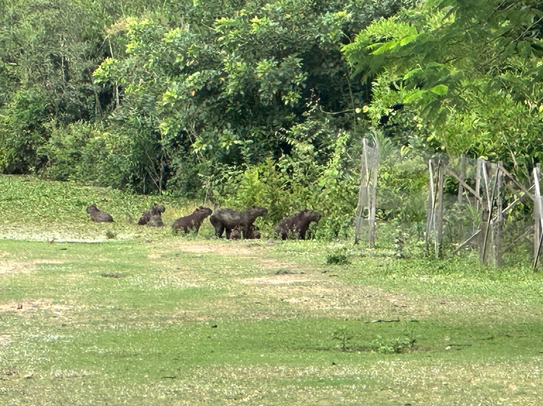CHUCHINI Amazon Wildlife Reserve & Eco Lodge-Trinidad必去景点
