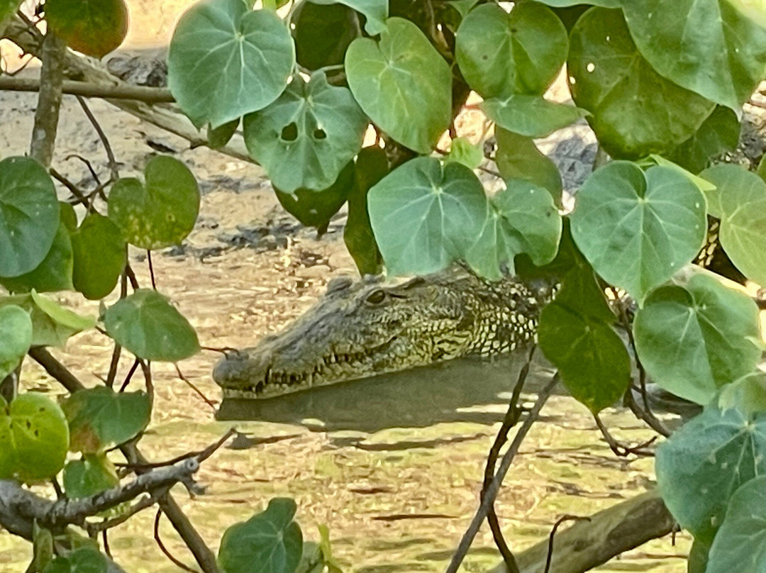 Shoreline Hippo and Croc Cruises-圣露西亚必去景点