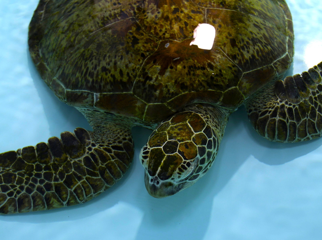 Eco Experience Whitsundays-Jubilee Pocket必去景点