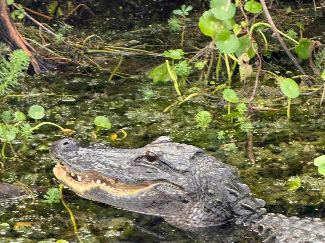 Tom and Jerry's Airboat Tours-Lake Panasoffkee必去景点