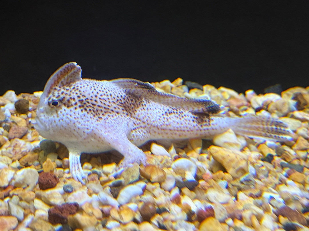 Seahorse World-Beauty Point必去景点