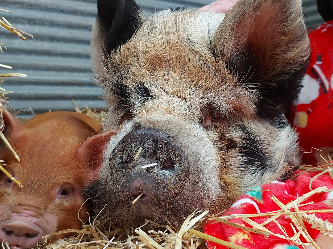 Chew Valley Animal Park-Chew Magna必去景点