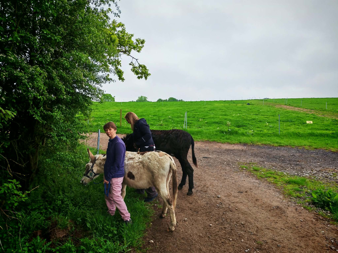 Charnwood Forest Alpacas-Boundary必去景点