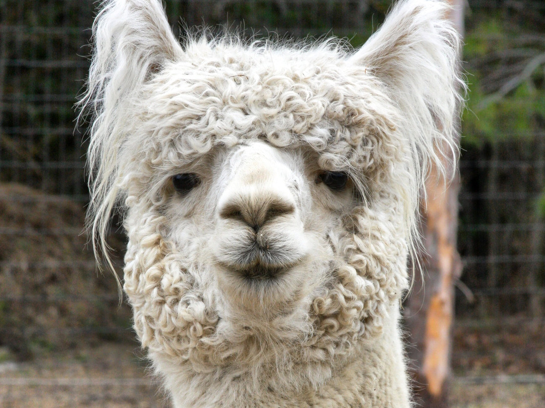 Northern Solstice Alpaca Farm-Unity必去景点