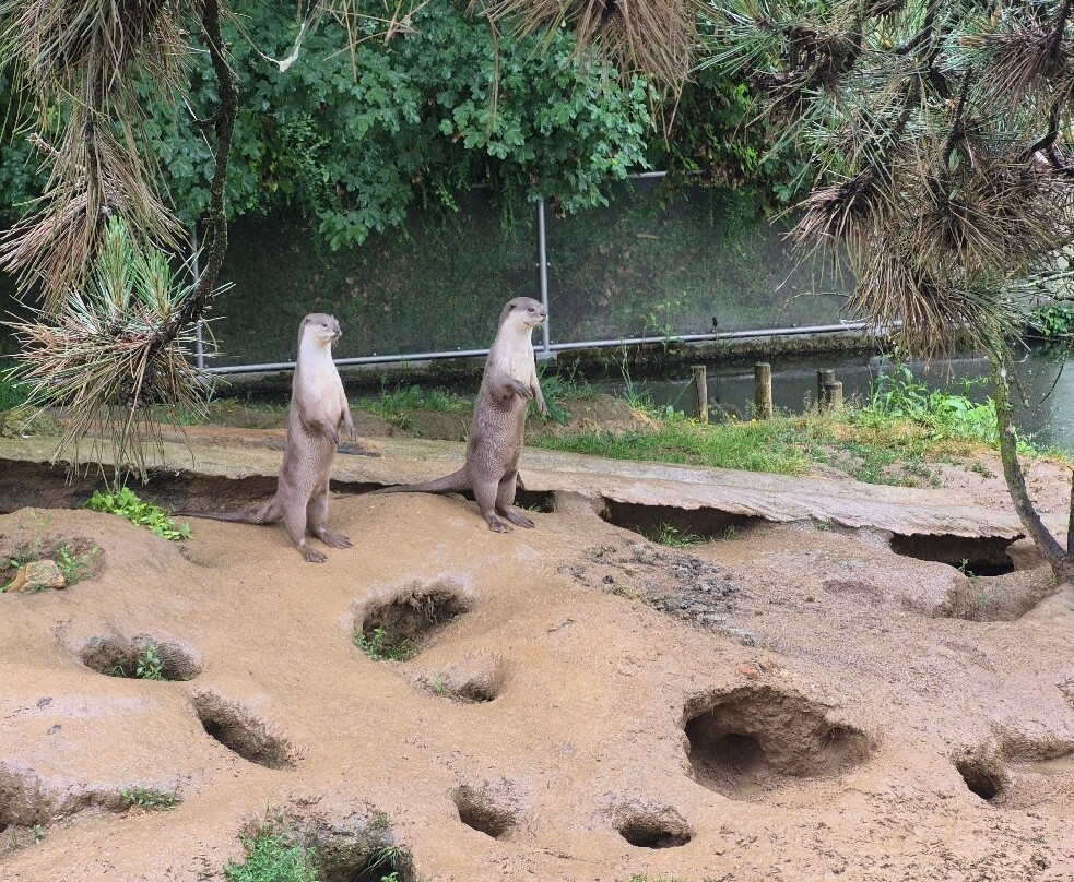 Touroparc Zoo-Romaneche-Thorins必去景点