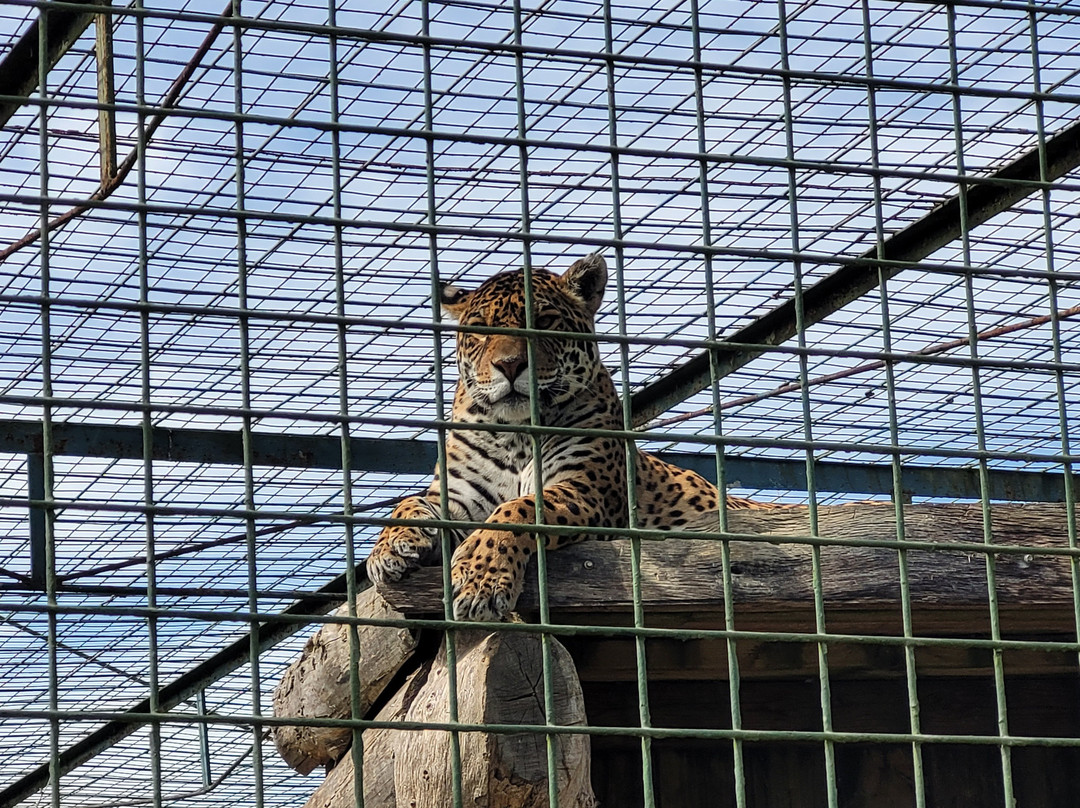 The Big Cat Sanctuary-Smarden必去景点