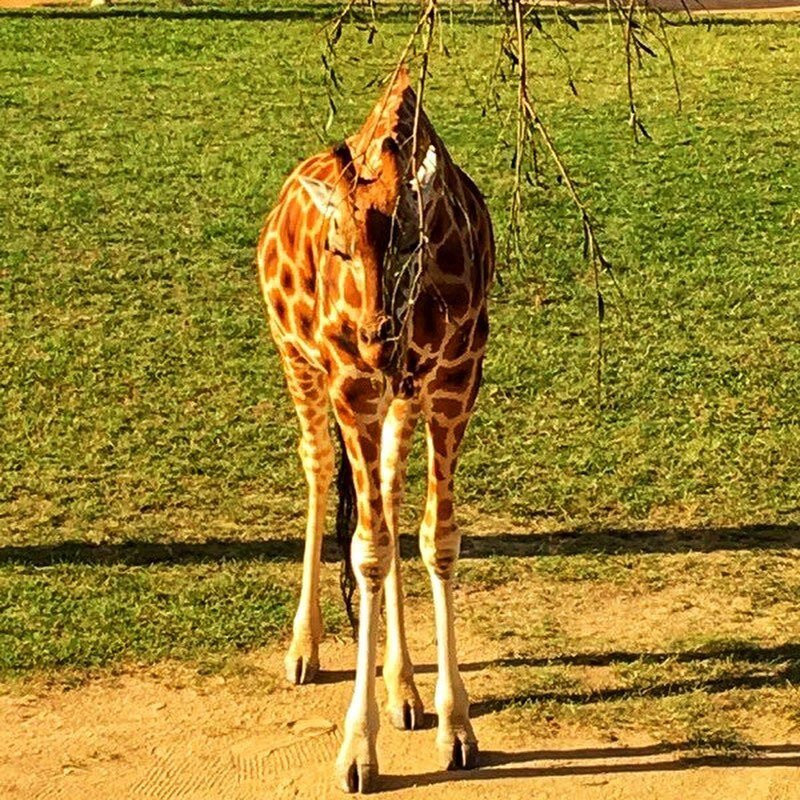 Australia Zoo-Beerwah必去景点