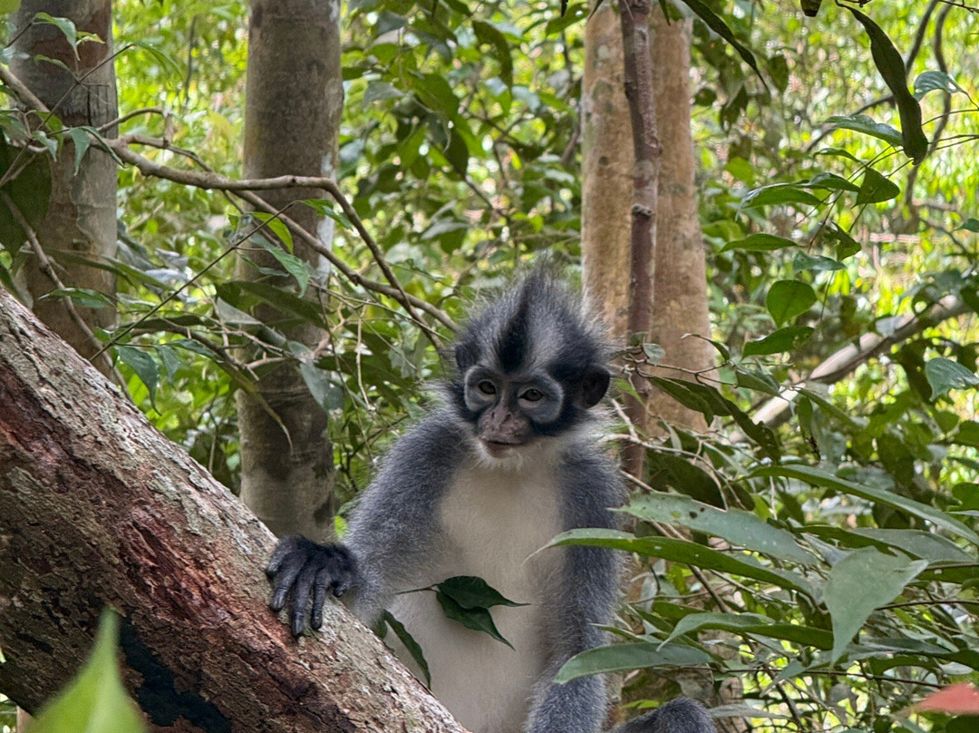 Sumatra Orangutan Explore-武吉拉旺必去景点