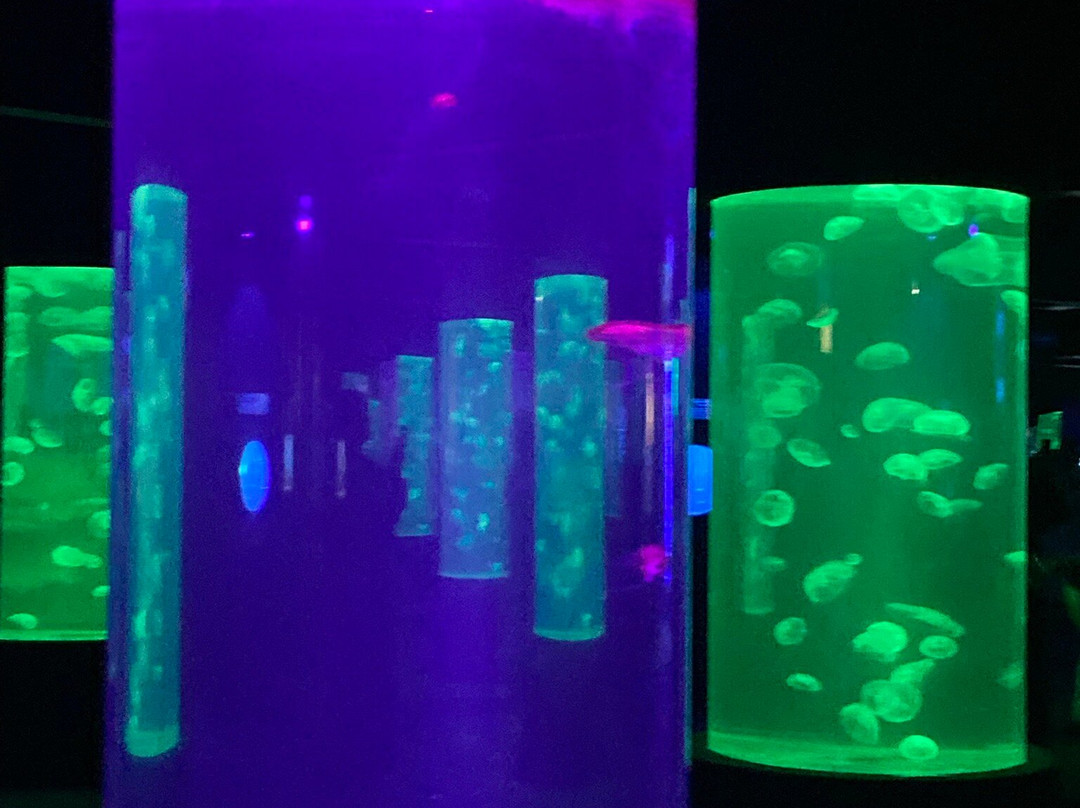 Two Oceans Aquarium-开普敦中心区必去景点