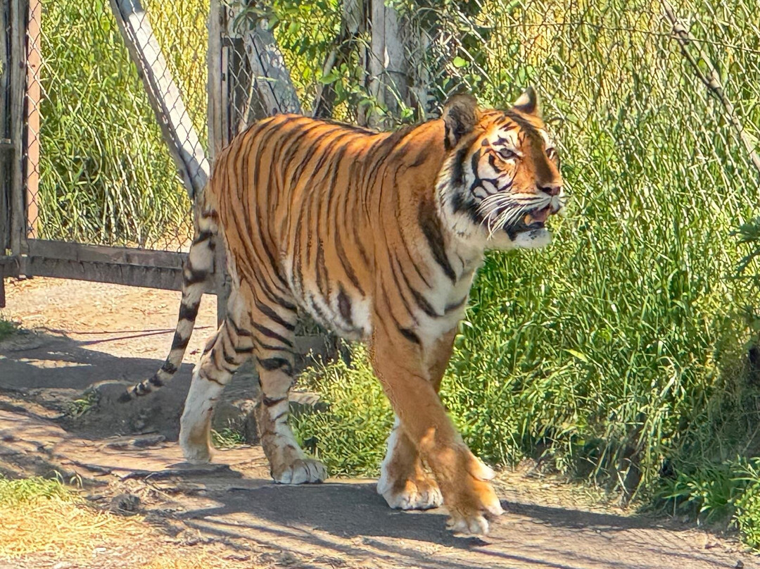 African Safari-宇佐市必去景点