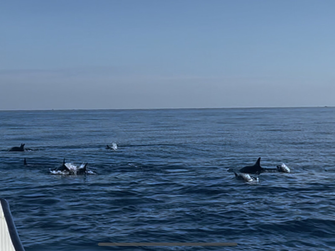 Watching Dolphin Lovina With Budi-Anturan必去景点