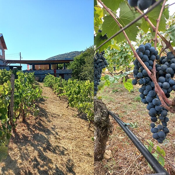 S&S Winery - Ohrid-奥赫里德必去景点