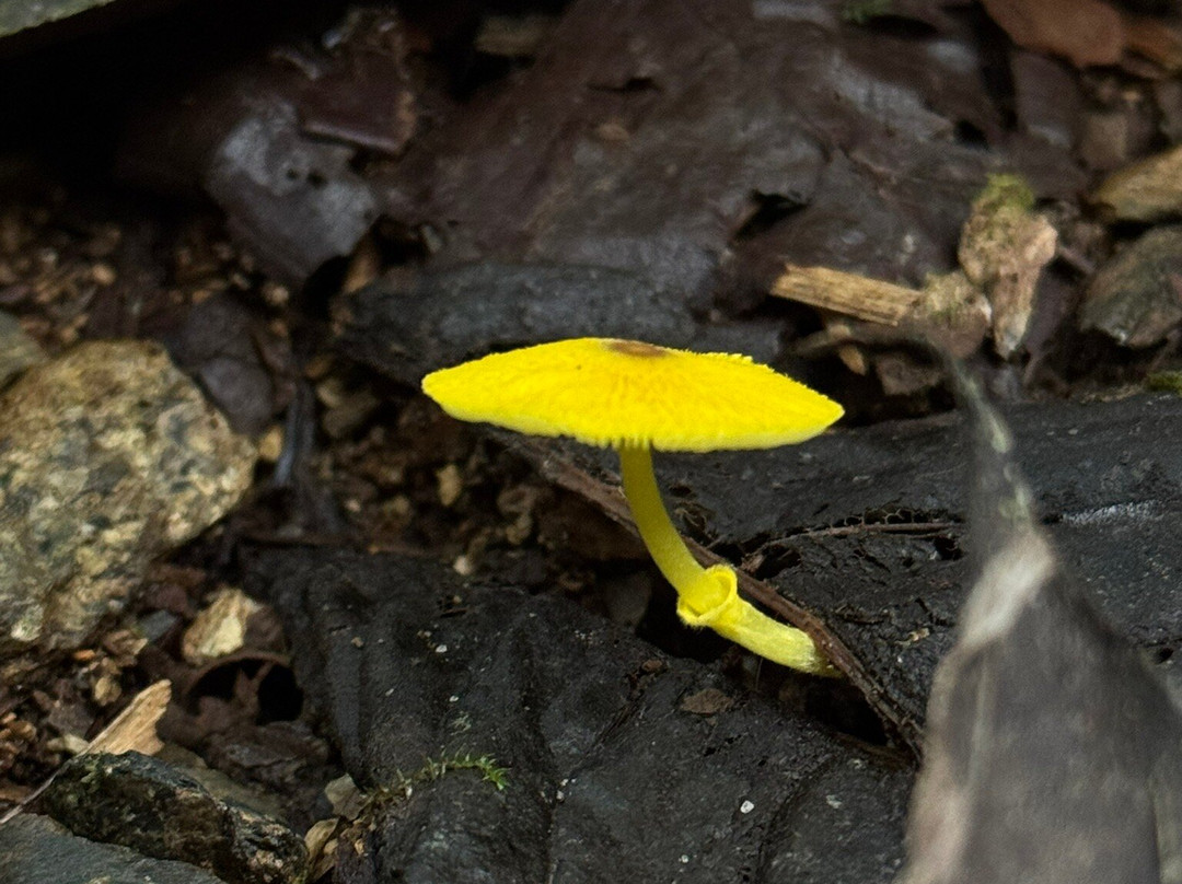 玛萨皮山林小屋主图