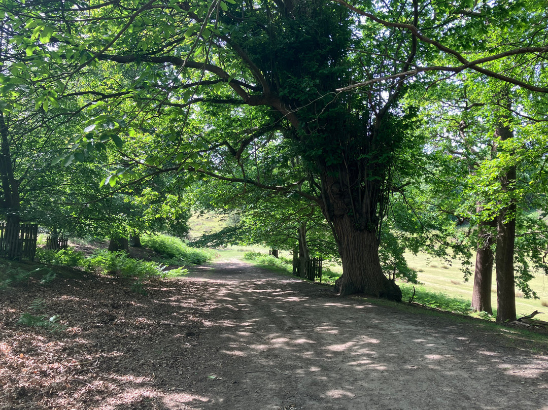 Knole Park-Sevenoaks必去景点