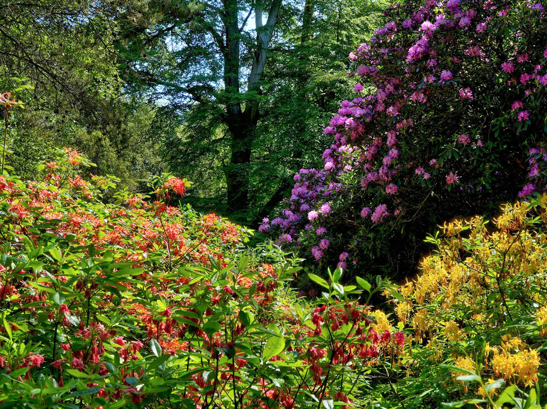 Bowood Woodland Garden-Calne必去景点