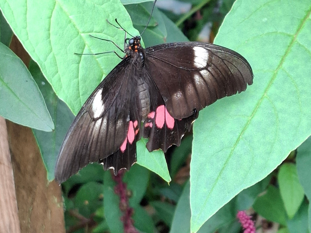 Guys Butterfly House-St Hilary必去景点