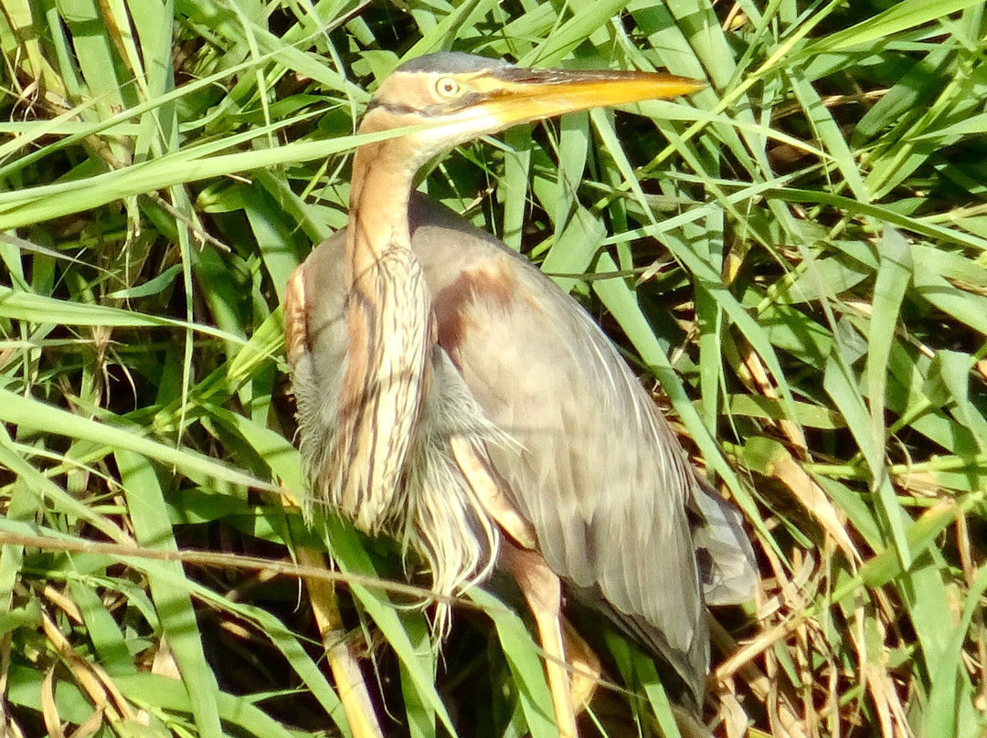 Ebro Delta Birding-Camarles必去景点