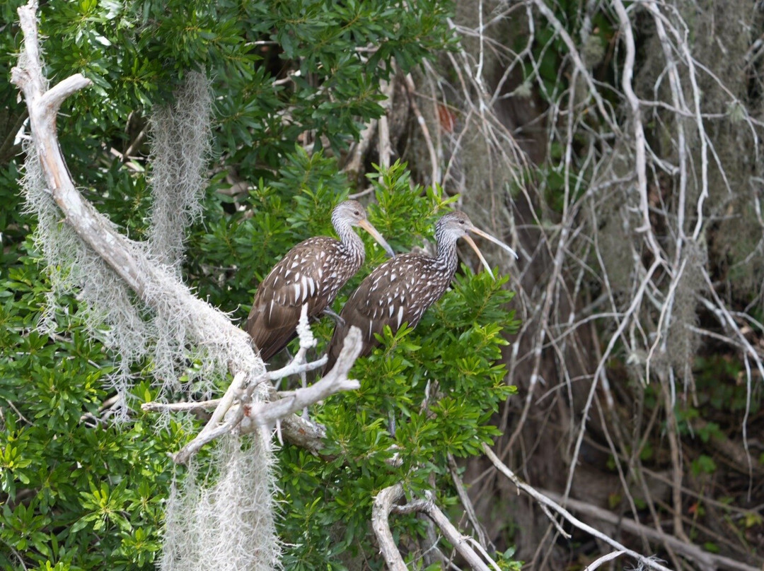 Airboat and Gator Charters-De Leon Springs必去景点