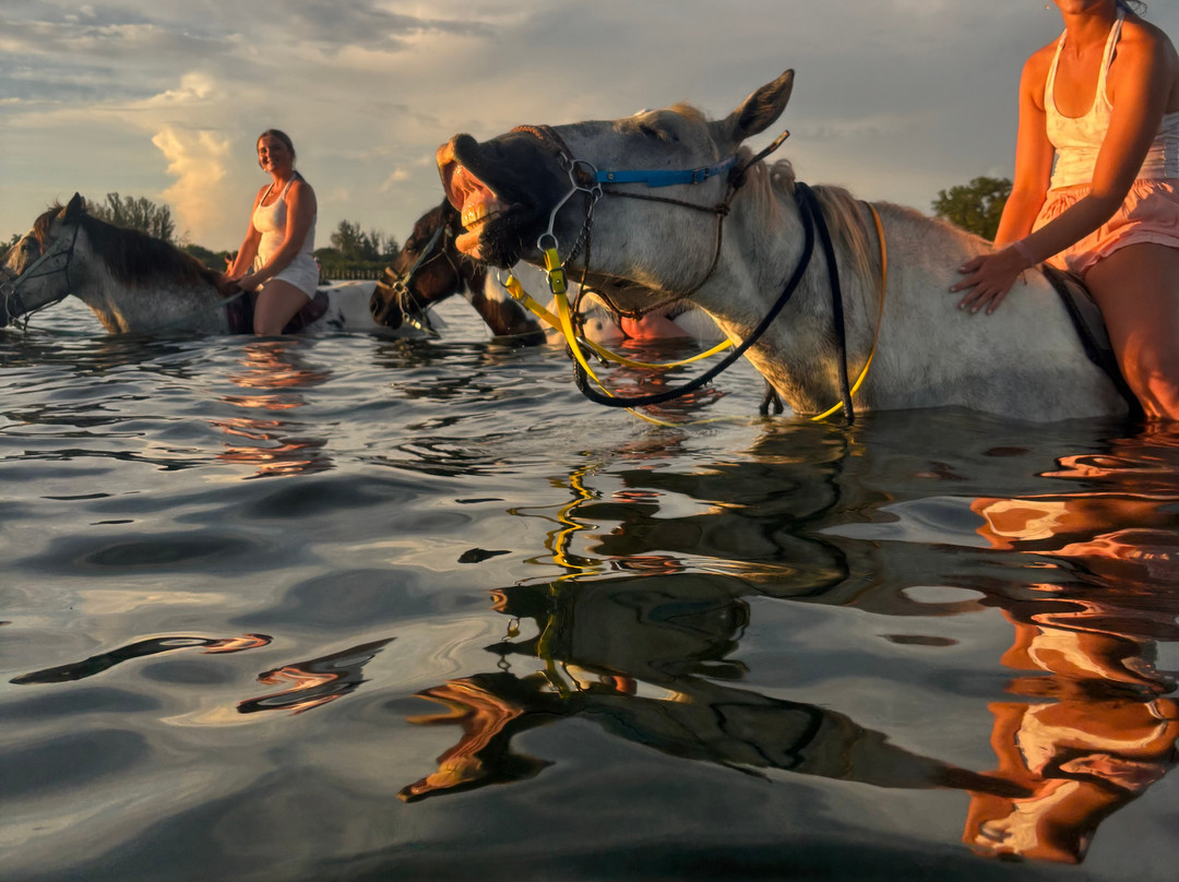 Florida Beach Horses-布雷登顿必去景点