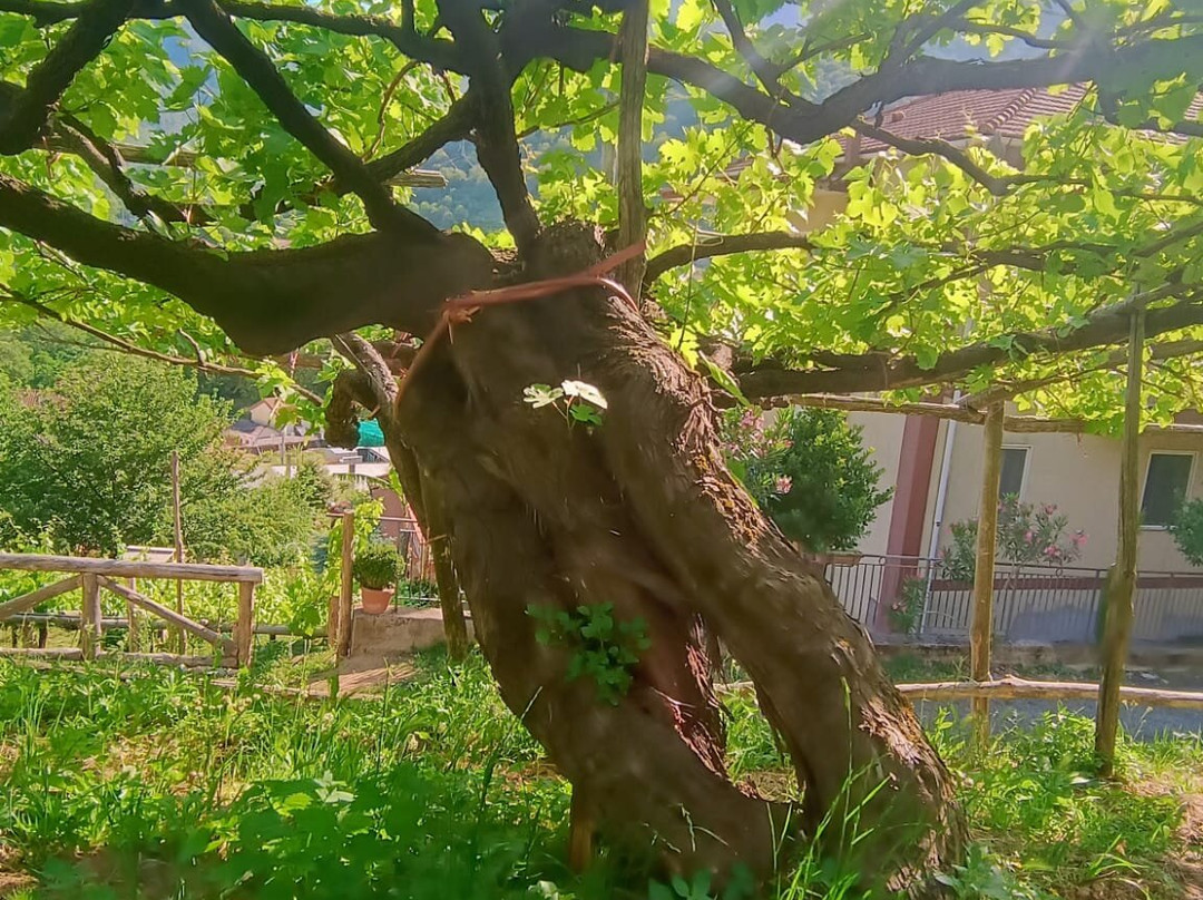 Cantina Giuseppe Apicella-Tramonti必去景点