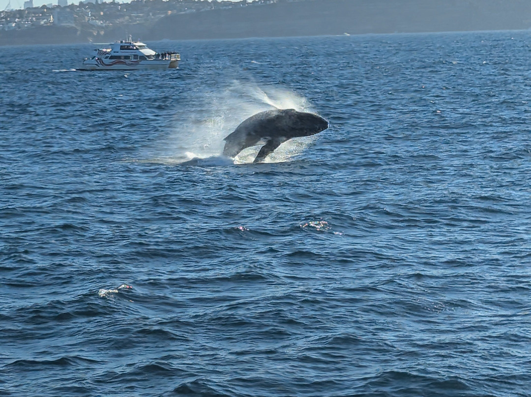 Go Whale Watching Sydney-悉尼必去景点