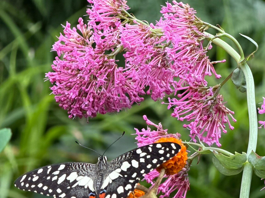 Seaforde Gardens and Tropical Butterfly House-Seaforde必去景点