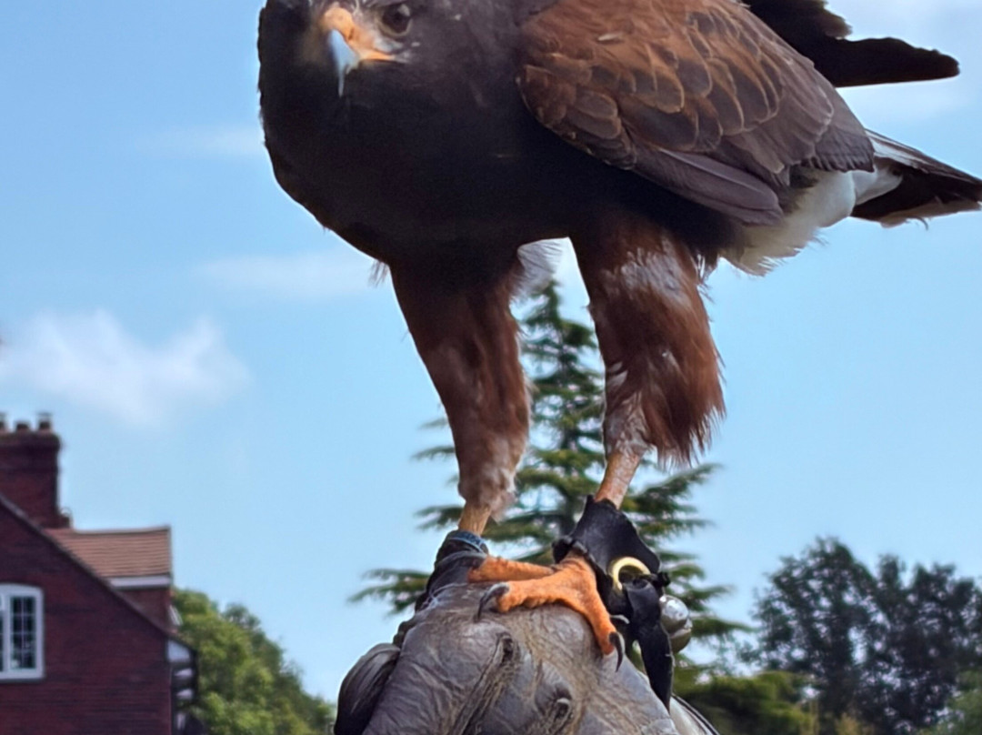 Leeds Castle Falconry Experiences-Leeds必去景点
