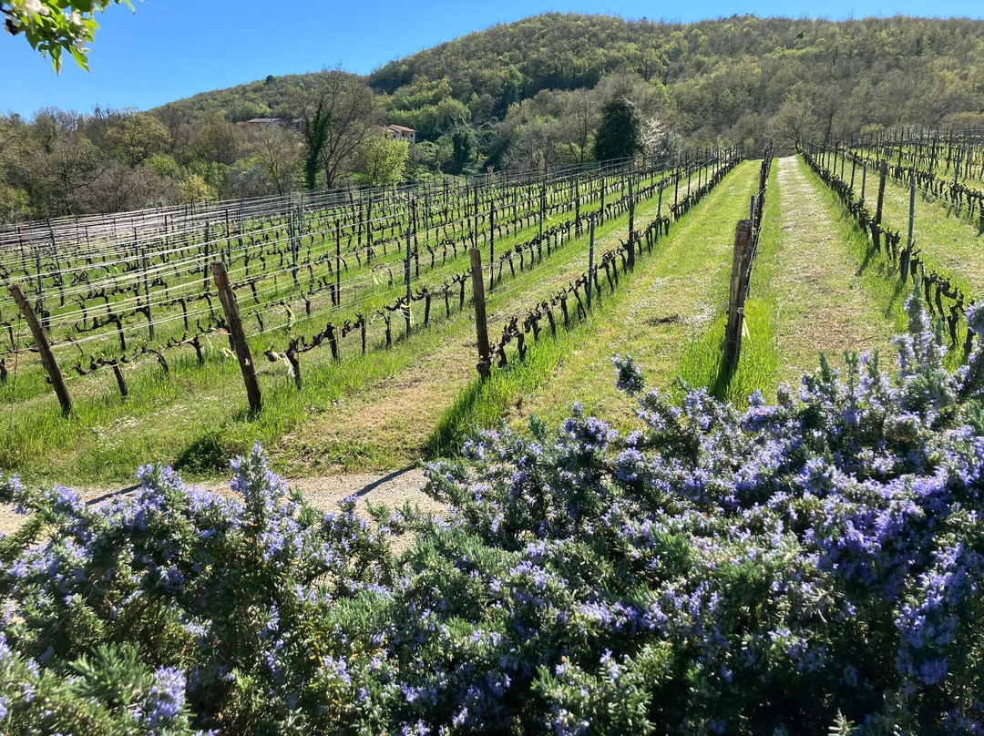Podere Della Bruciata Winery-蒙特普尔恰诺必去景点