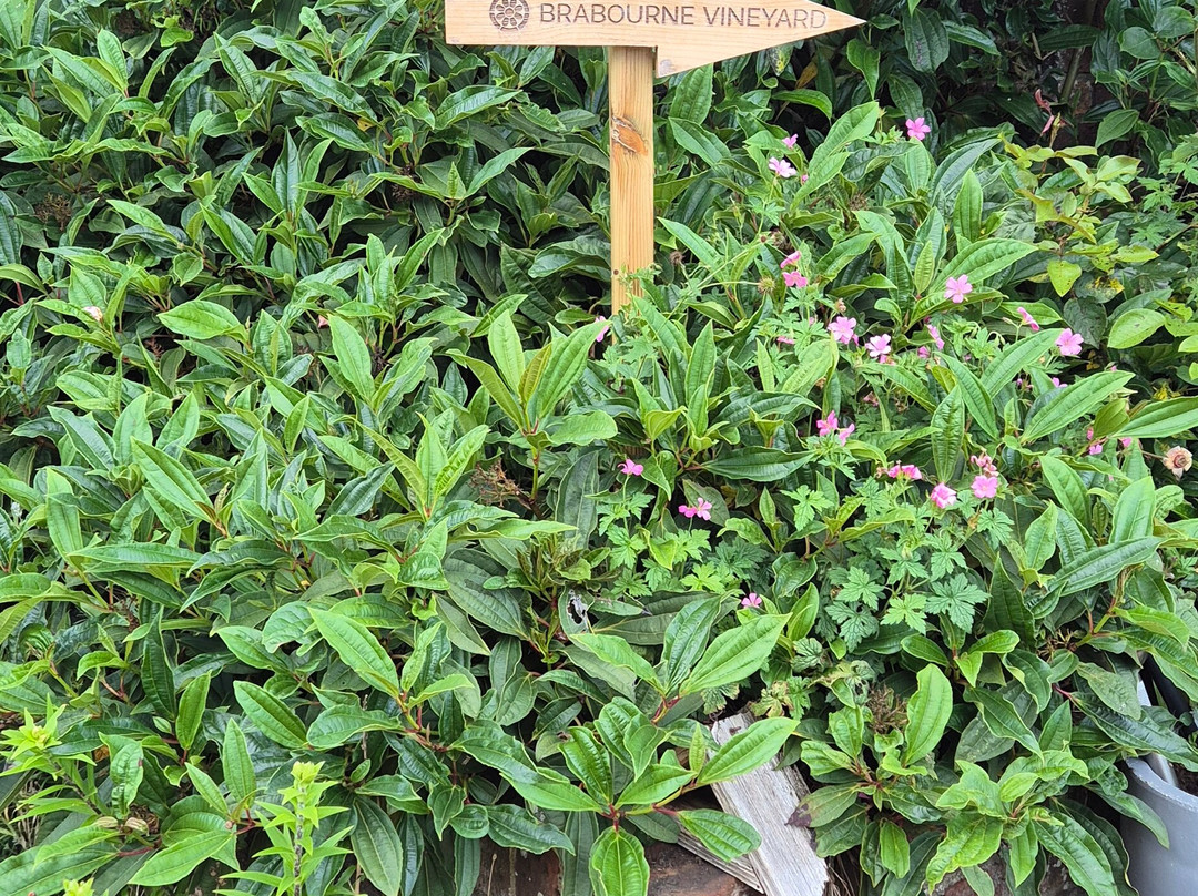 Brabourne Vineyard-Brabourne必去景点