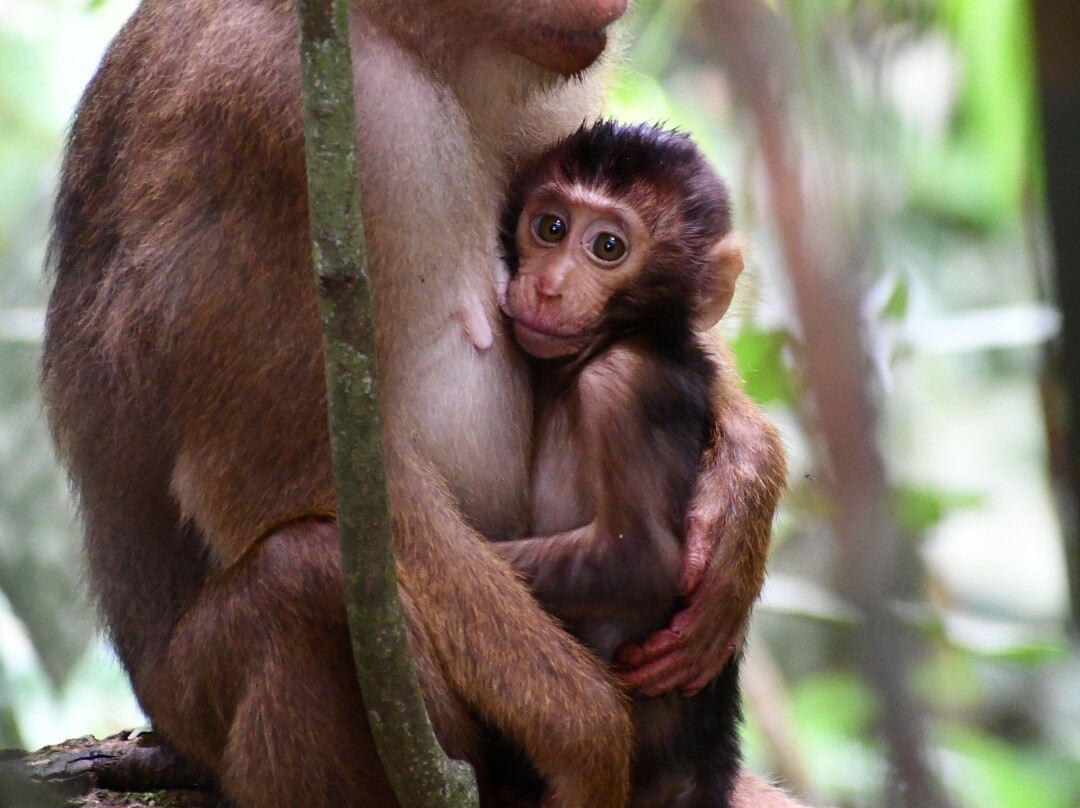 Bukit Lawang Jungle Trekking-武吉拉旺必去景点