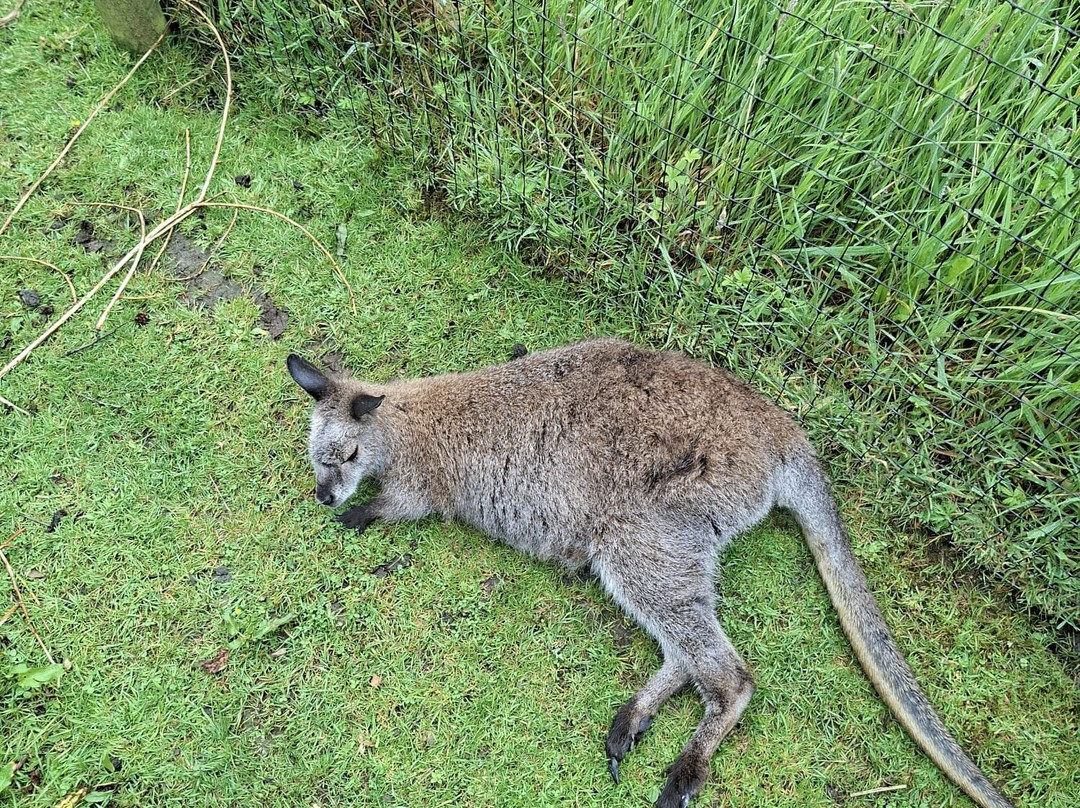 Screech Owl Sanctuary & Animal Park-St Columb Major必去景点
