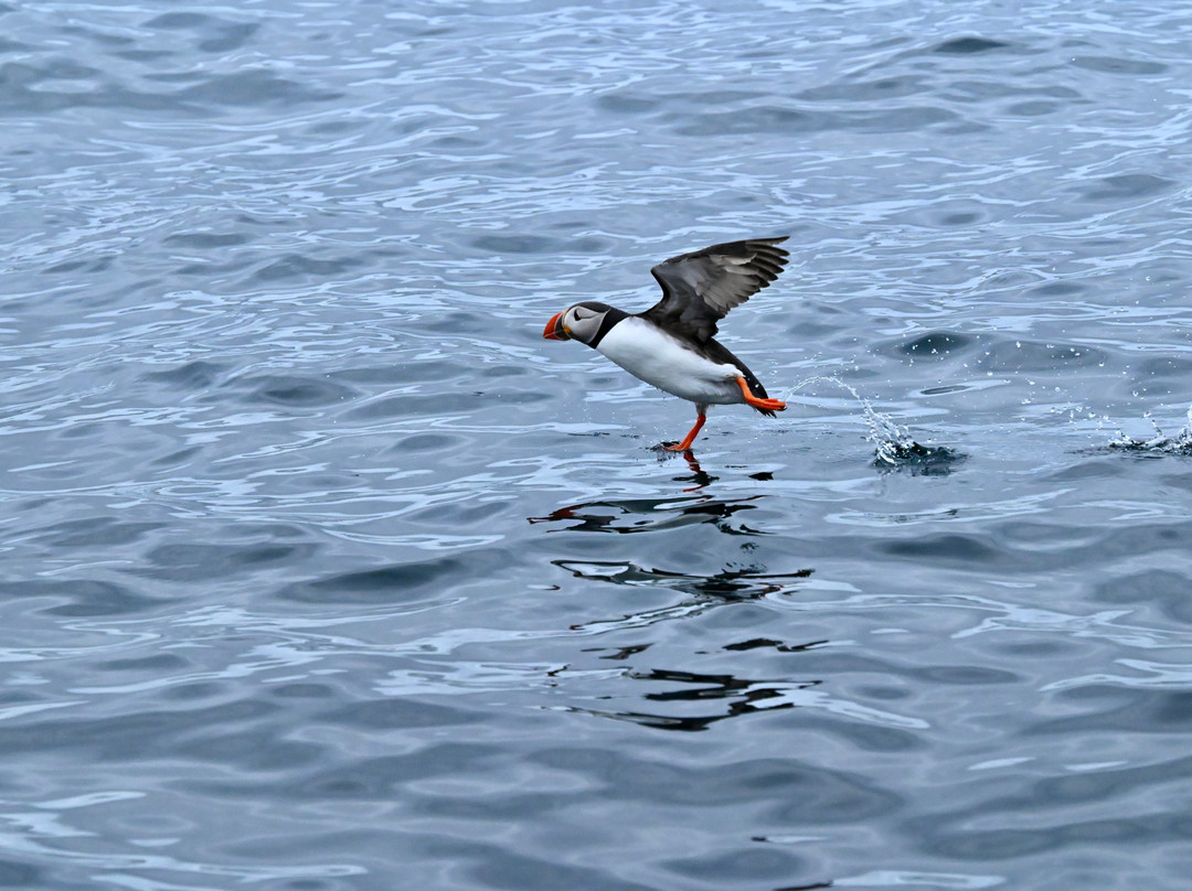 Puffin Safari-Bleik必去景点