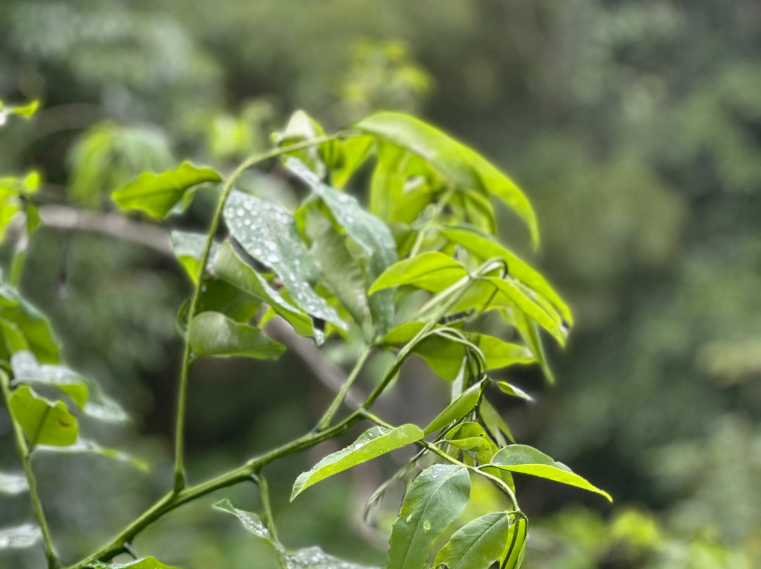 慕那尔尼拉克鲁润吉植物酒店主图
