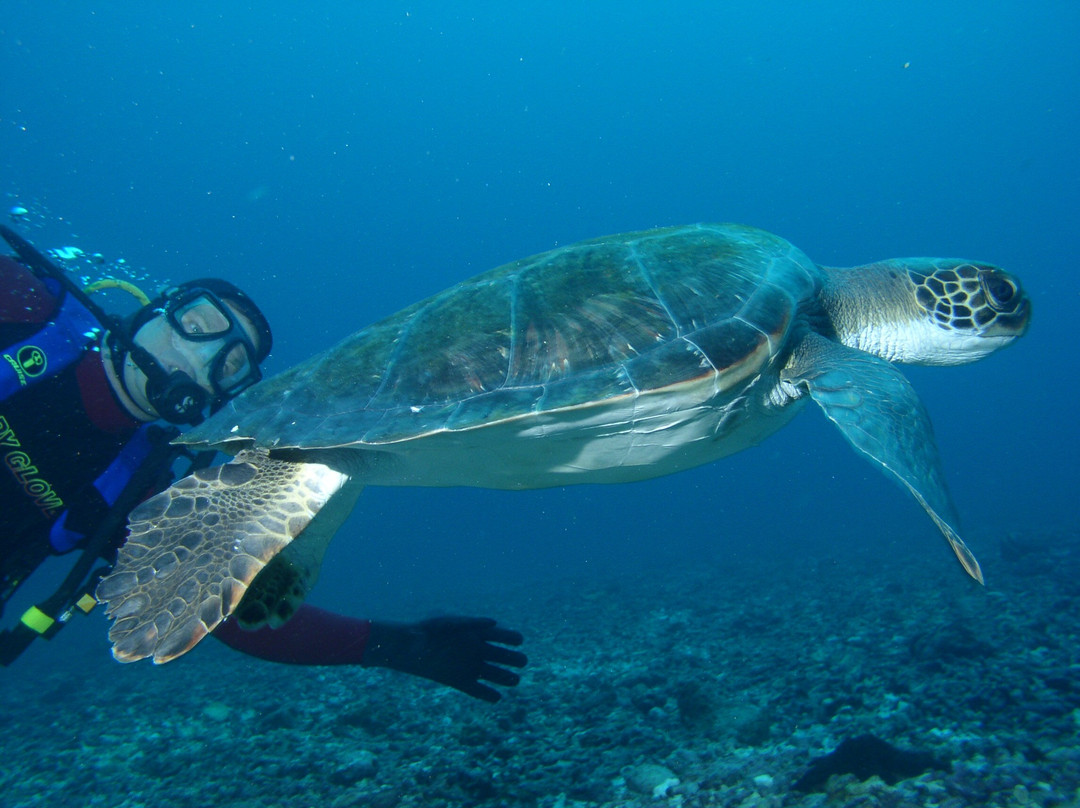 Dive Bermuda at Somerset-Sandys Parish必去景点