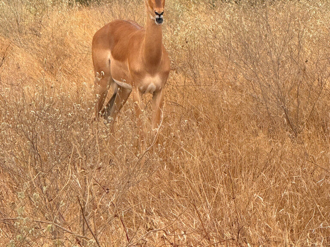Gattokko - Safari e Tours in Kenya-瓦塔木必去景点