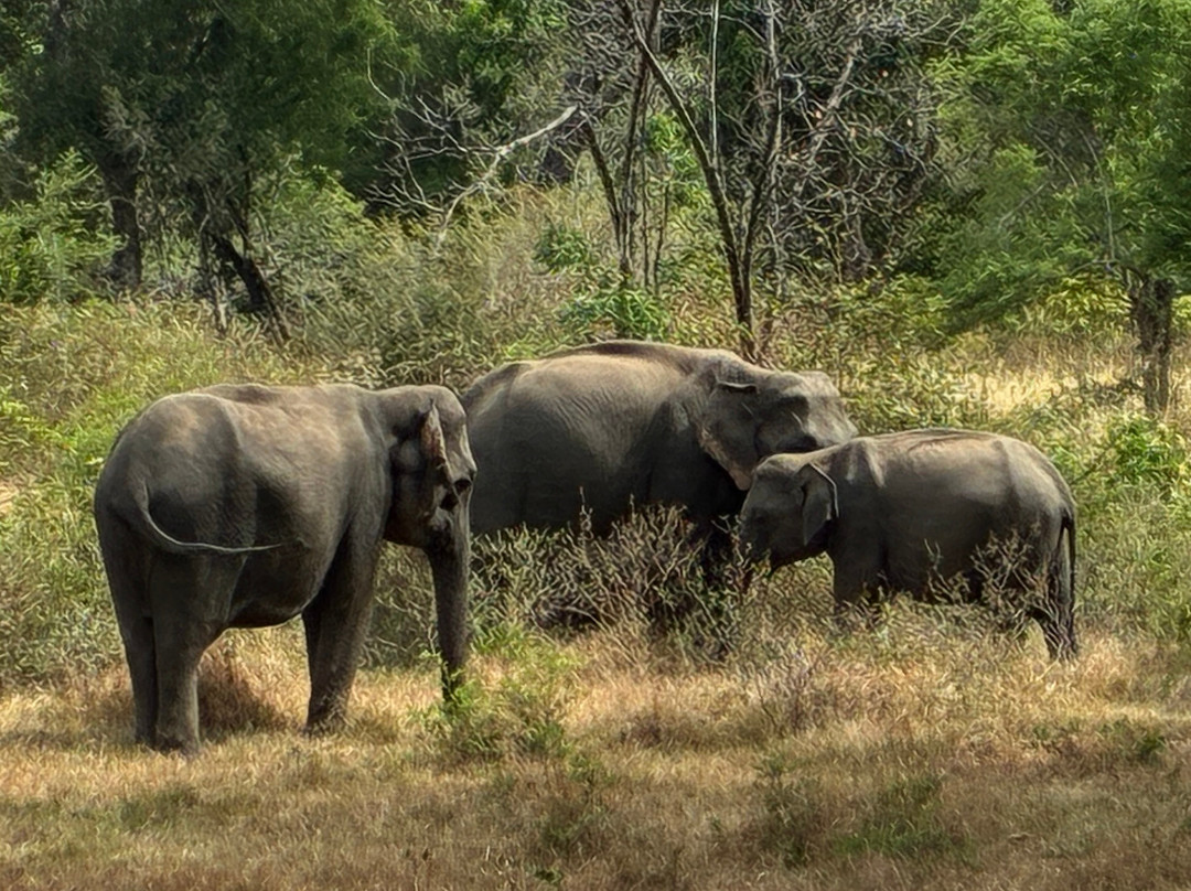 Minneriya Safari Tours-哈巴拉娜必去景点