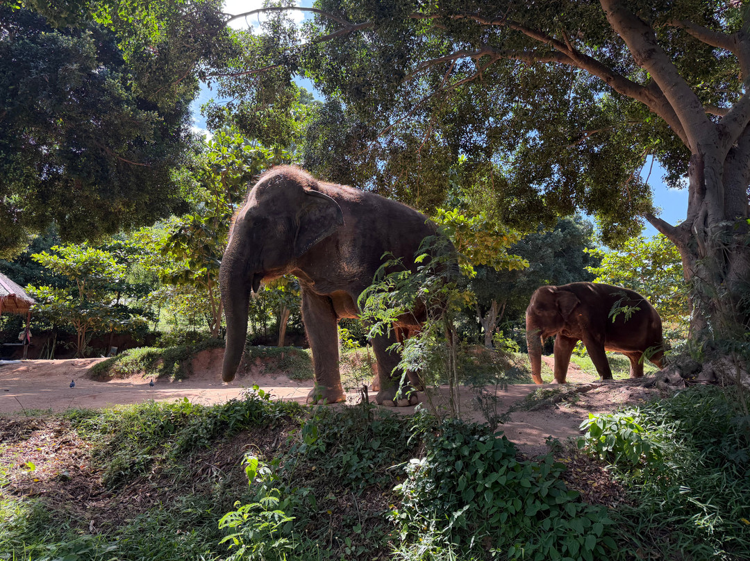 Samui Elephant Sanctuary-波普特必去景点