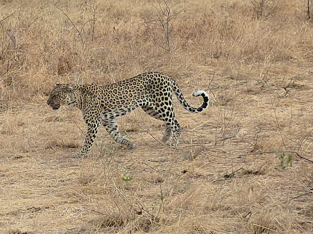Buffalo Springs National Reserve-Buffalo Springs Game Reserve必去景点