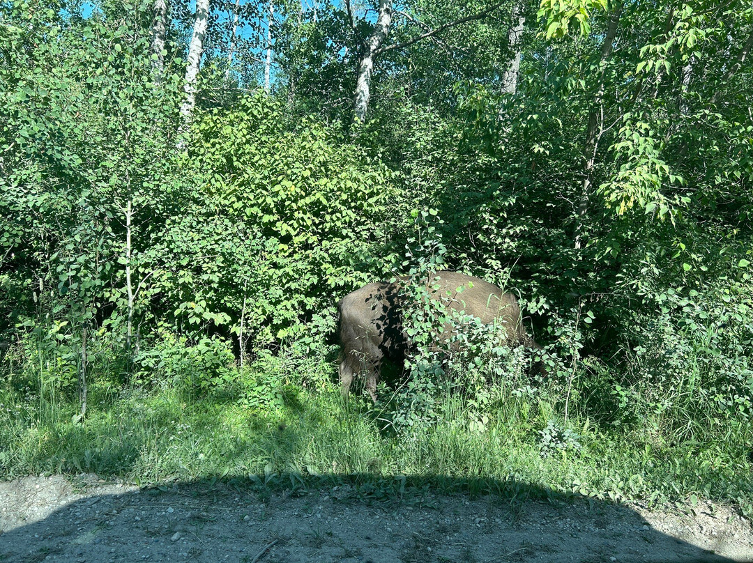 Lake Audy Bison Enclosure-Lake Audy必去景点