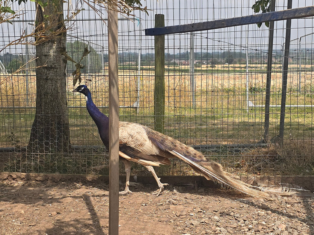 Peacocks Uk-Kempsey必去景点