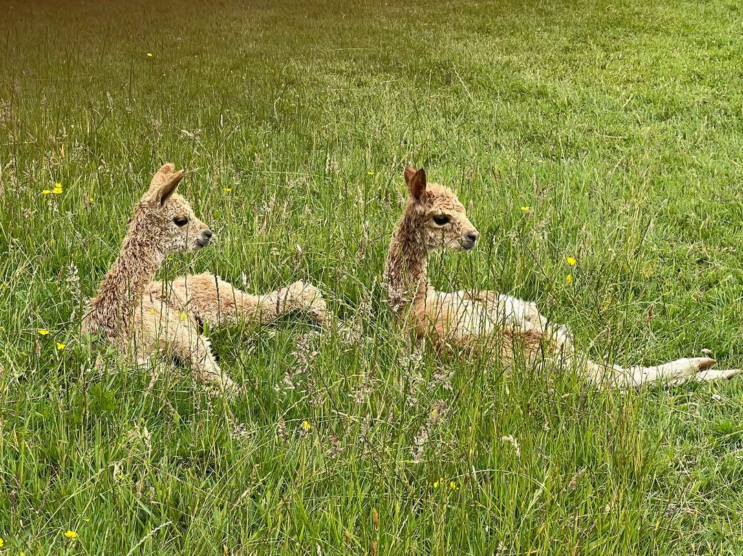 Alpaca Walking - With Spring Farm Alpacas-Fletching必去景点