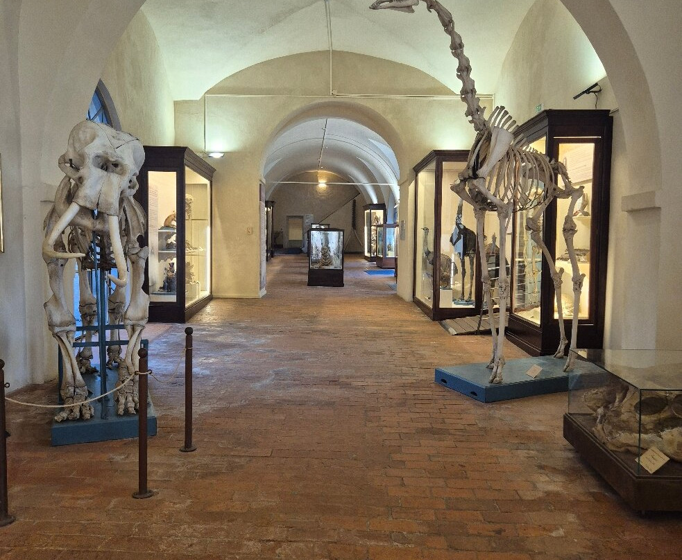 Museo di Storia Naturale - Universita di Pisa-Calci必去景点